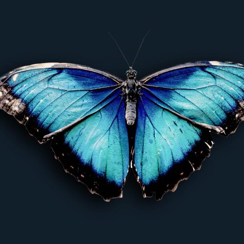 The colour blue, blue butterfly